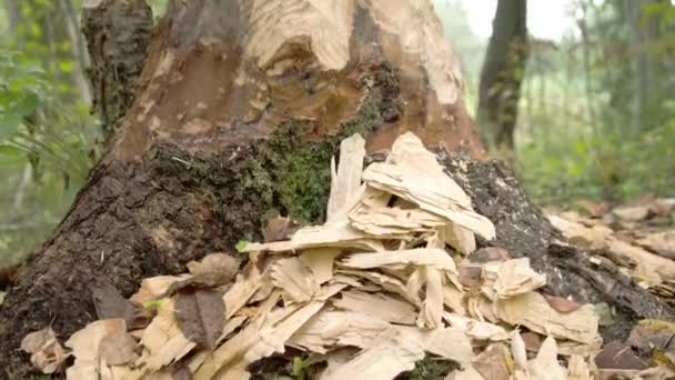 Stamm des Baumes wird vom Biber gefressen — Stockvideo