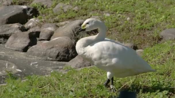 White goose walking on the lake side — Stock Video