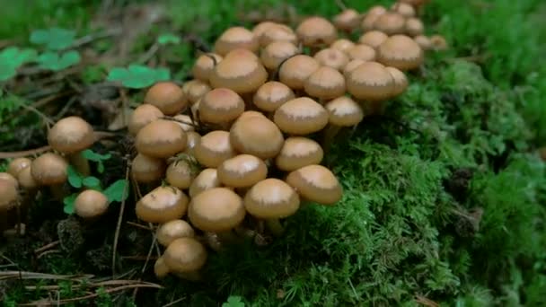 Set of honey fungus — Stock Video