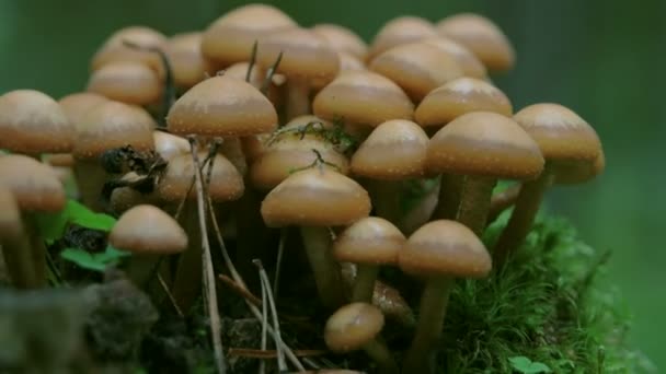 Brown mushrooms flocks — Stock Video