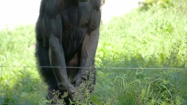 Черная обезьяна, стоящая на траве — стоковое видео