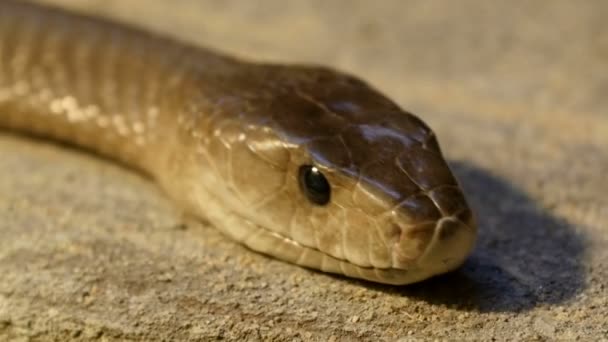 Brown shiny scaley snake crawling — Stock Video