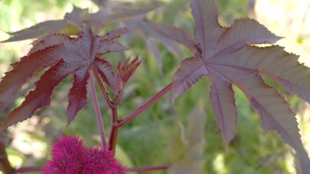 Rött lönnlöv med röda blommor — Stockvideo