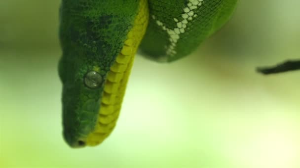 Emerald tree boa orm på en gren — Stockvideo