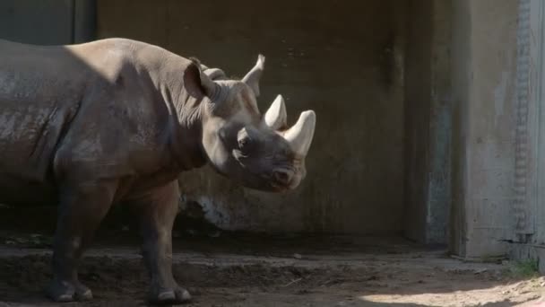 Большие коричневые носороги гуляют по траве — стоковое видео