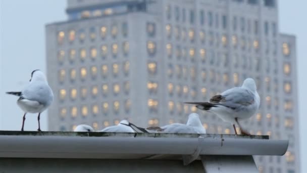 Gaivotas brancas no telhado — Vídeo de Stock