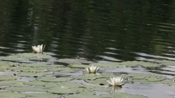 Waterlilies no lago flutuando — Vídeo de Stock