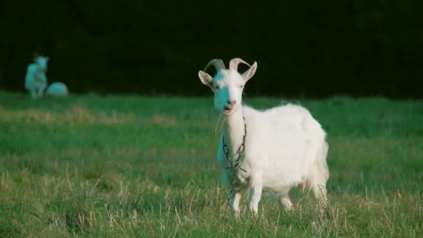 Witte geiten op de weide — Stockvideo