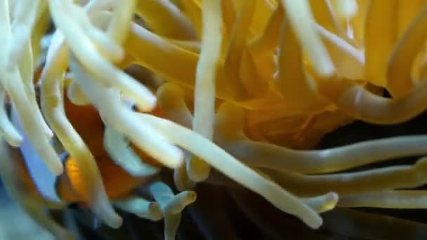 Ein orangefarbener Fisch auf den weißen Korallen — Stockvideo