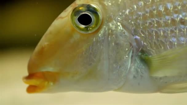 Ojos dorados de pescado y boca burbujeante — Vídeos de Stock