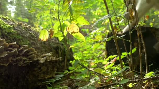 Cão andando na floresta sozinho — Vídeo de Stock