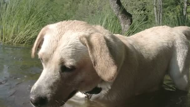 Hond dompelen op het water van het meer — Stockvideo