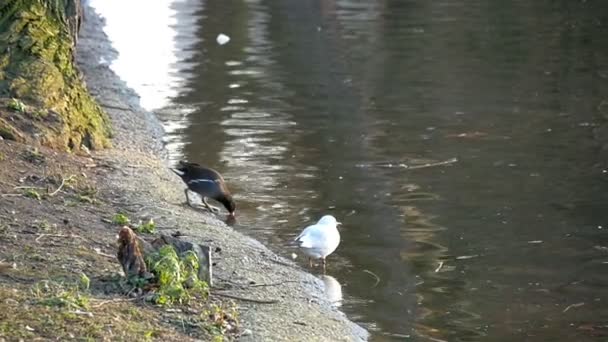 Uccelli sul lato del fiume — Video Stock