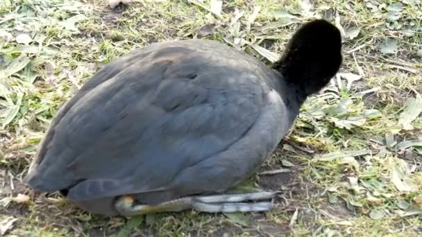 Малая чёрная евразийская лысуха — стоковое видео