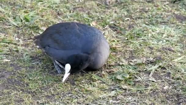 Pequeno preto Eurasian coot — Vídeo de Stock