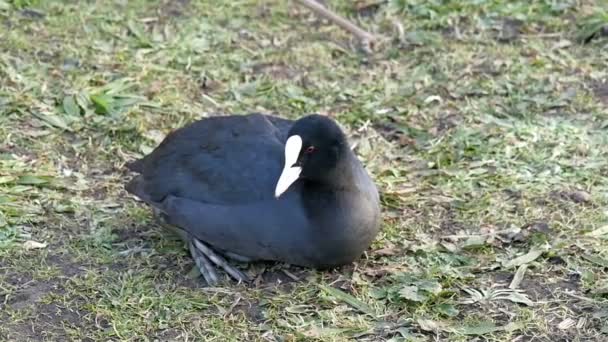 Pequeno preto Eurasian coot — Vídeo de Stock