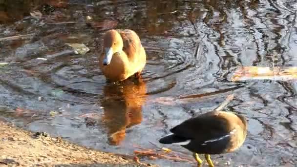 Big orange Eurasian coot. — Stock Video