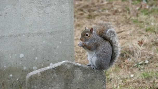 Una pequeña ardilla encima de una lápida — Vídeos de Stock