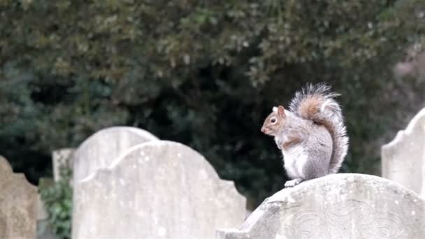 A small squirrel on top of a tombstone — Stock Video