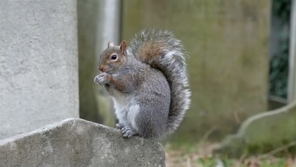 Ein kleines Eichhörnchen auf einem Grabstein — Stockvideo