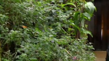 Kelebek Bahçe gelen turist