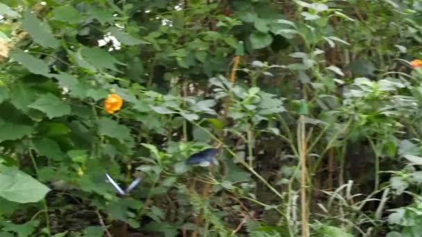 Mariposa volando en el jardín — Vídeos de Stock