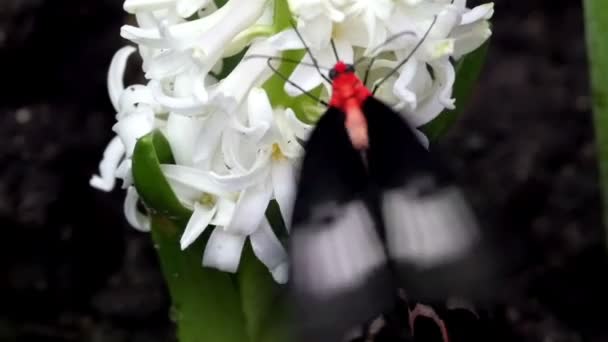 Mariposa negra esparciendo alas — Vídeo de stock