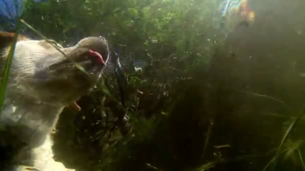 Labrador dog is swimming in the lake — Stock Video