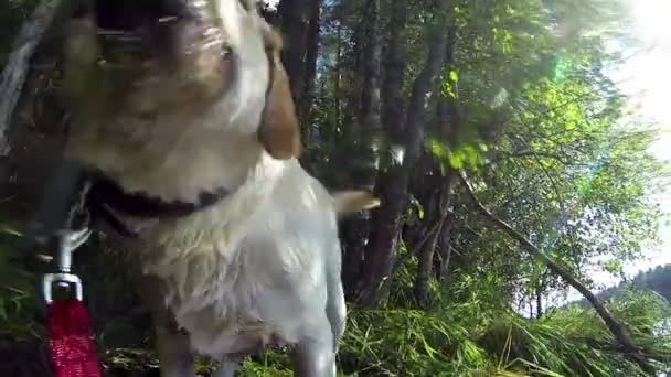 Dog wiggling its body to take off the water — Stock Video