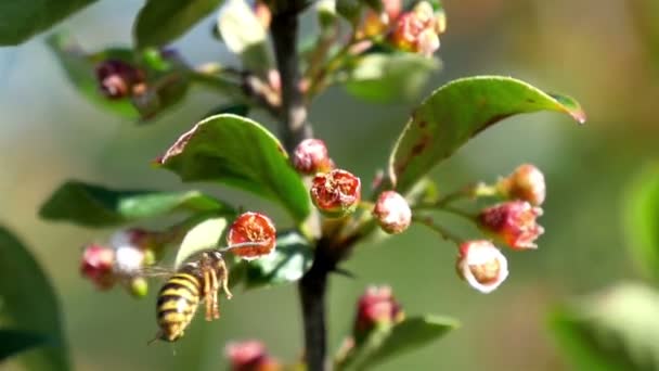 Včela shromažďuje nektar květin — Stock video