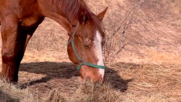 Bay horse grazen — Stockvideo