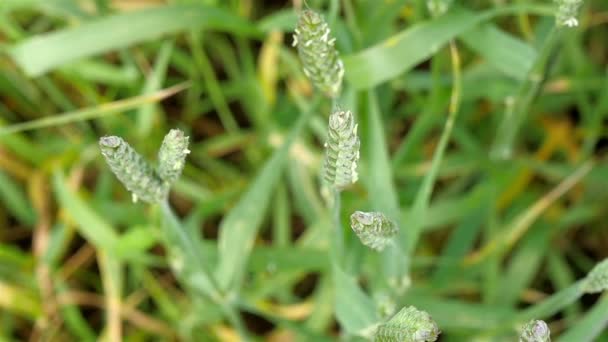 Groen gras in veld — Stockvideo