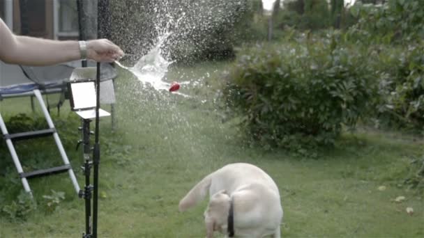 Лопнул красный шарик на собаку — стоковое видео
