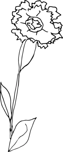 Flor de clavel. La versión original. Doodle. Imagen en blanco y negro. Minimalismo. — Vector de stock