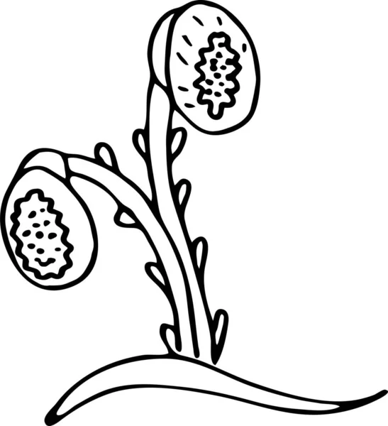 Fantástica Flor Doodle Imagen Blanco Negro Minimalismo Gráficos Vectores Aislado — Vector de stock