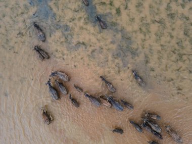 Bufalo sürüsü, Bufalo yüzüşü, İHA 'nın üst görüntüsü..