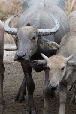 Tayland 'da Asya su bufalosu