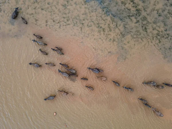 Grupo Búfalos Agua Natación Búfalo Vista Superior Desde Dron —  Fotos de Stock