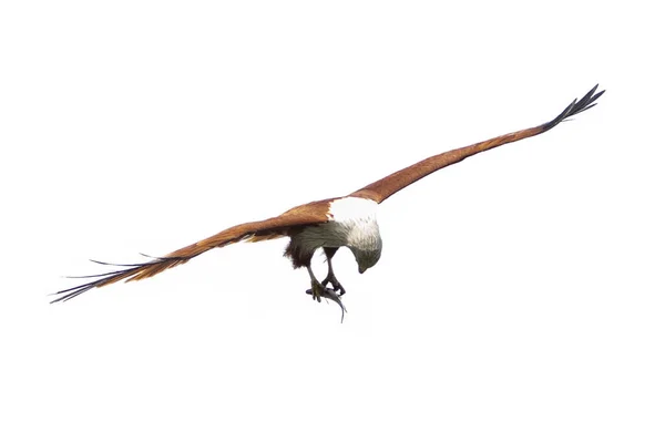 Kızıl Sırtlı Deniz Kartal Beyaz Arkaplanda Kuş — Stok fotoğraf