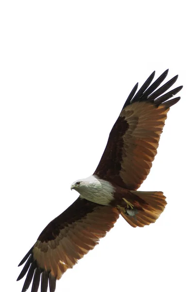 Rotrückenmeer Adler Vogel Auf Weißem Hintergrund — Stockfoto