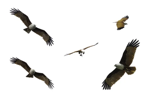 Rotrückenmeer Adler Vogel Auf Weißem Hintergrund — Stockfoto