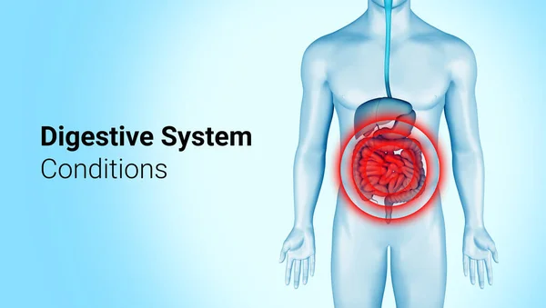 Digestive system pain on 3d illustration of male body. Intestines pain on anatomical digestive system infographic. Belly hurts illness. 3d rendering.