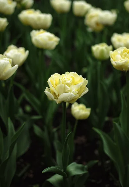 Tulipanes blancos en forma de peonía. Brotes de tulipán de primavera, flor de tulipán con follaje verde — Foto de Stock