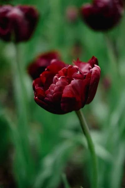 Flores de tulipán púrpura oscuro. Triunfo tulipanes floreciendo en el parque, flores de tulipán de primavera — Foto de Stock