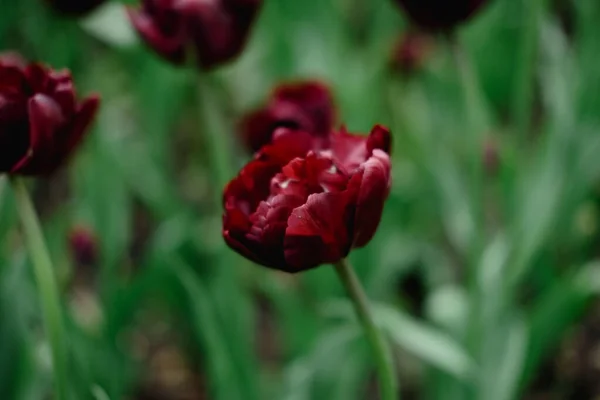 Flores de tulipán púrpura oscuro. Inusual Triunfo tulipanes floreciendo en el parque, hermosas flores de tulipán de primavera — Foto de Stock