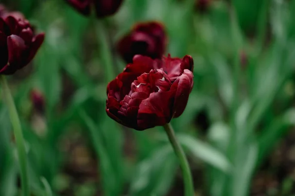 Flores de tulipán púrpura oscuro. Inusual Triunfo tulipanes que florecen en el parque, flores de tulipán de primavera — Foto de Stock