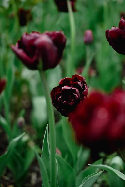 Tulipanes rojos oscuros en forma de peonía. Brotes de tulipán de primavera, flor de tulipán con follaje verde — Foto de Stock