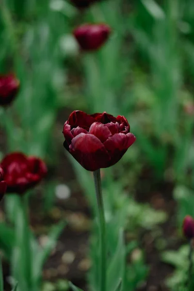 Flores de tulipán púrpura oscuro. Inusual Triunfo tulipanes que florecen en el parque, flores de tulipán de primavera, fondo floral — Foto de Stock