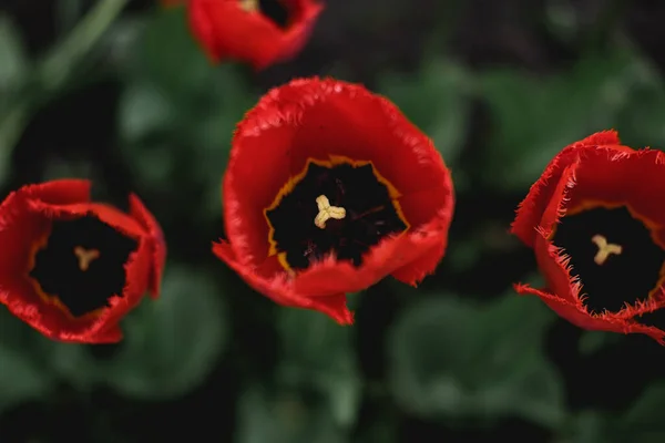 Flor de tulipán rojo de cerca. Tulipanes de primavera de color vivo, flor de tulipán con follaje verde — Foto de Stock