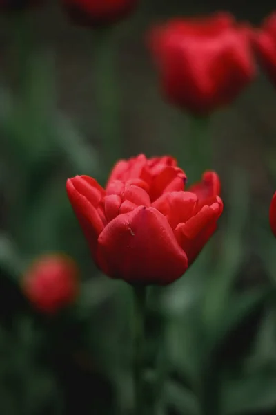 Flor de tulipán rojo de cerca. Tulipanes de primavera en el campo con color vivo, flor de tulipán con fondo de hierba verde — Foto de Stock